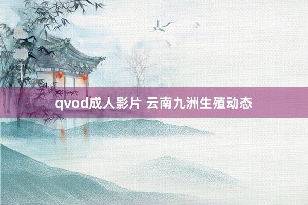 qvod成人影片 云南九洲生殖动态